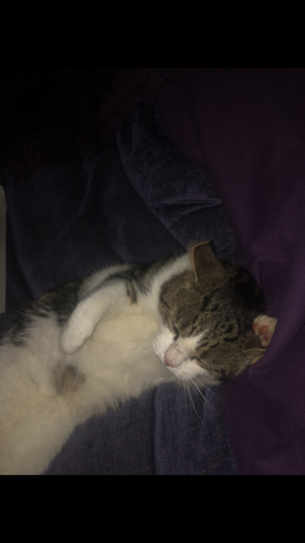 Animal advice needed