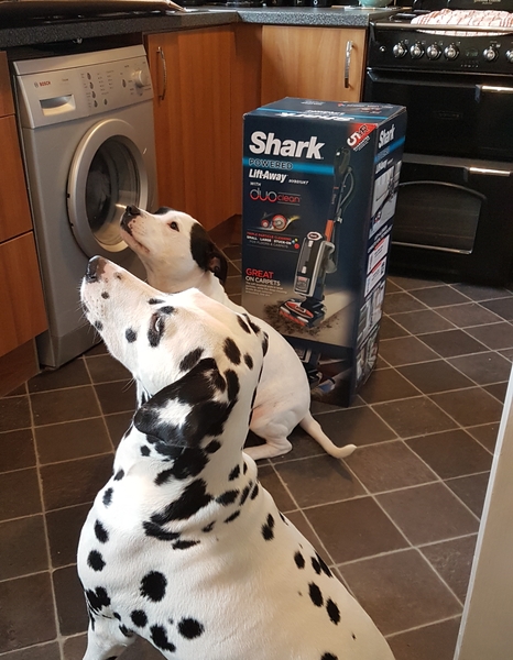 Shark vaccum, come tell me the good the bad and the ugly?