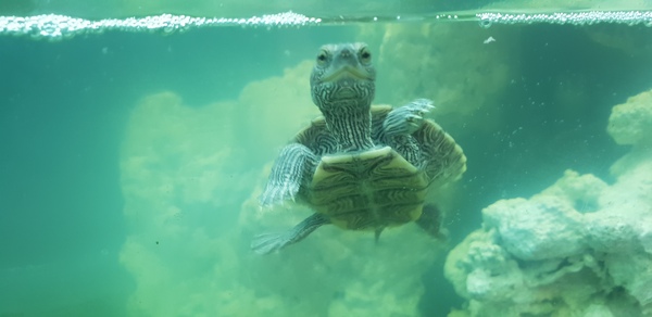 Considering re-setting up tank - low maintenance ideas