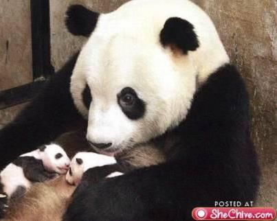 Breastfeeding at table