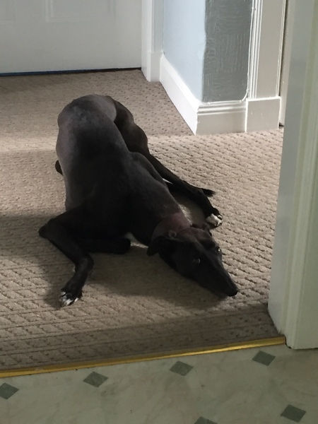 Greyhound questions