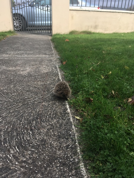 Help!! Urgent!! Hedgehog!!