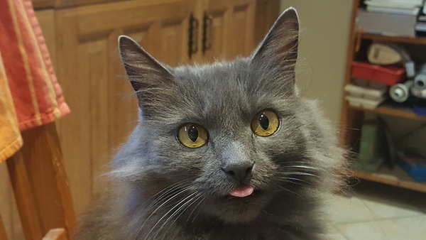 What's your DCat up to today? (Thread 7!)