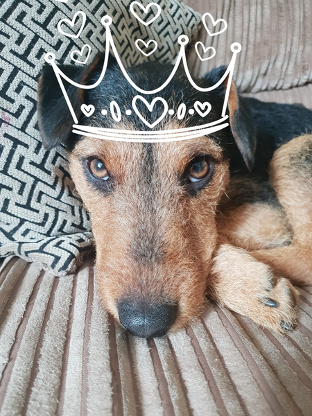 Who fancies sharing pics of their dogs?