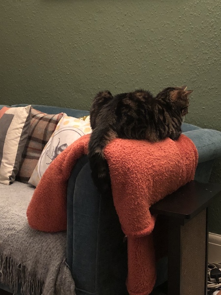 What's your DCat up to today? (Thread 7!)