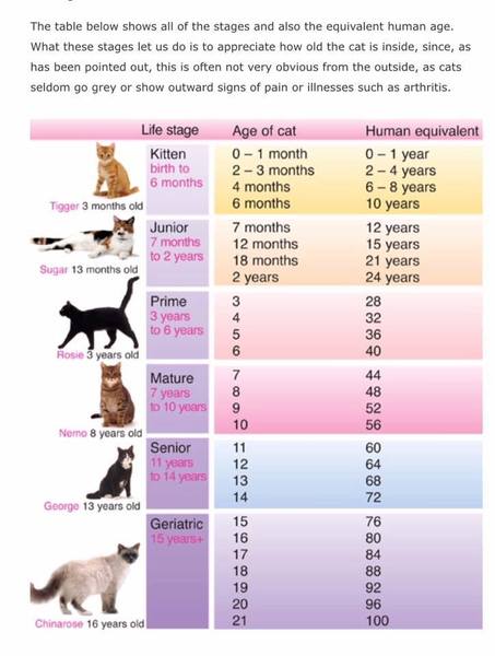 What age should kittens go outside?