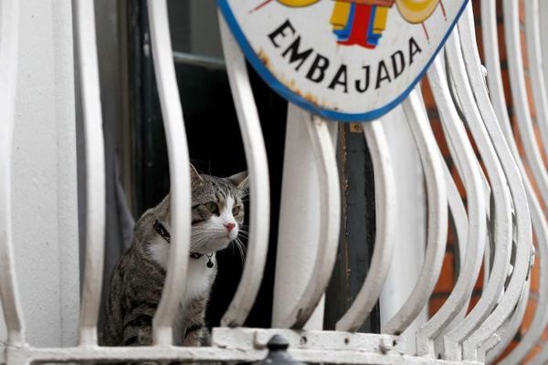 Telling Julian Assange 'no internet until you clean bathroom and look after your cat'