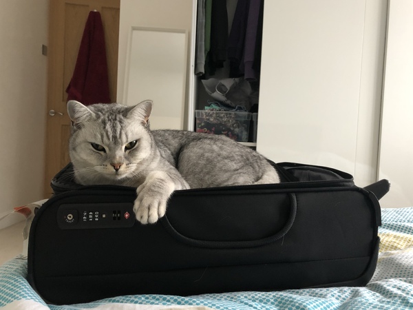 Happy national cat day!