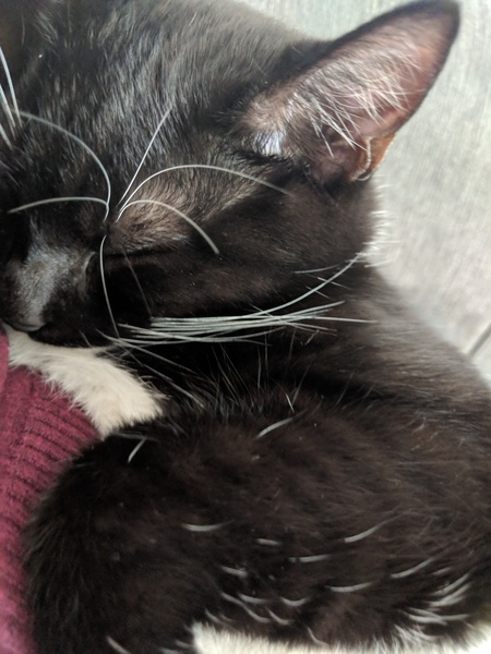 Snuggling cat & question about dry food?