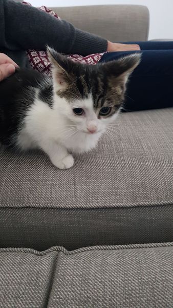 New cat, nervous & pooing on the floor