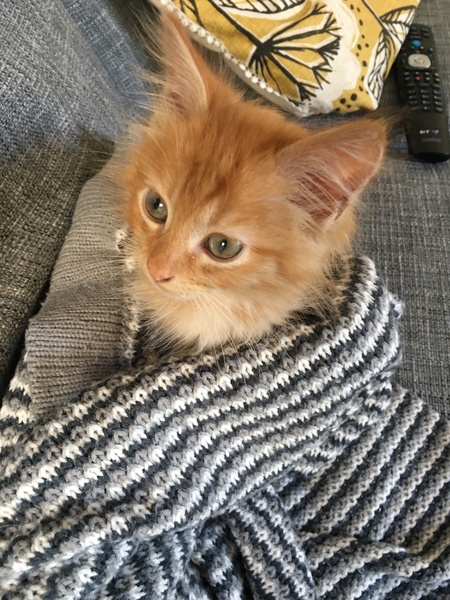 Introducing Kitten to Kitten