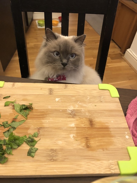 Grey cat appreciation thread.