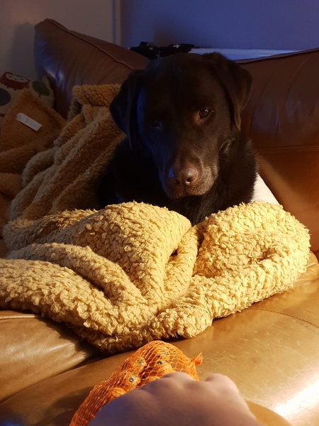 Who fancies sharing pics of their dogs?