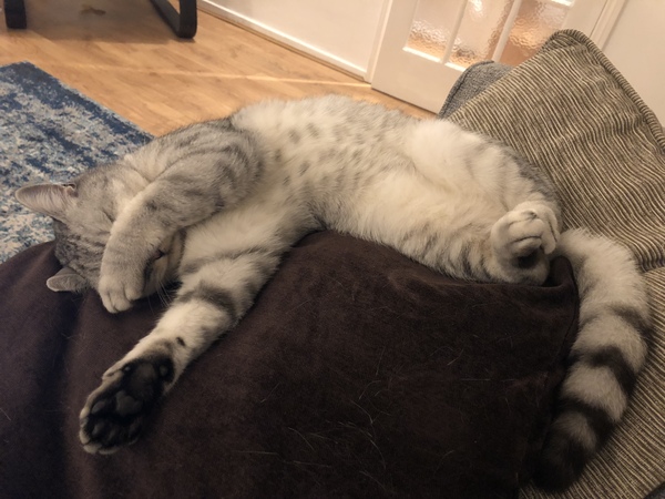 Cats as pets - what do you wish you'd known?