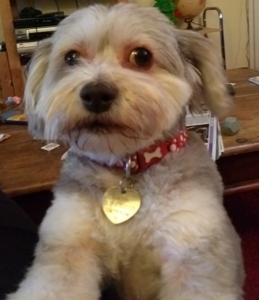 Who fancies sharing pics of their dogs?