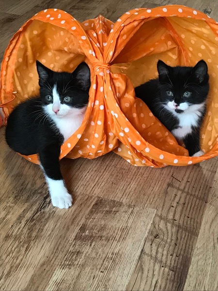 Ginger cat and black cat = what kittens?