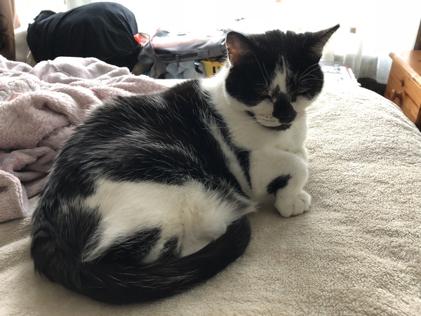 Happy national cat day!