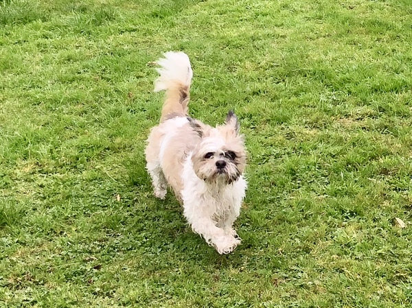 Who fancies sharing pics of their dogs?