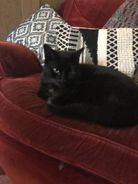 National Black Cat Day!