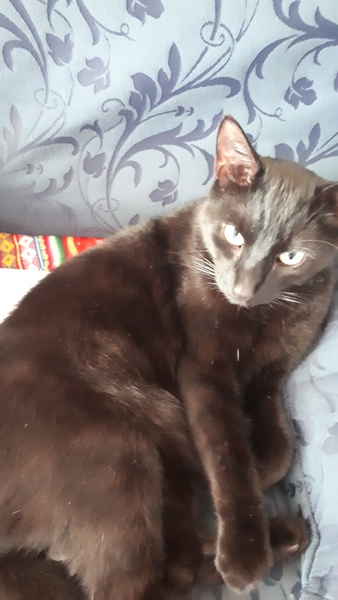 National Black Cat Day!