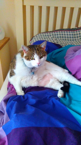 Look at this fine figure of a cat!