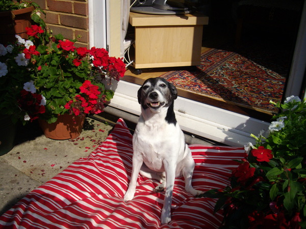 Does anyone own a Jack Russell?!
