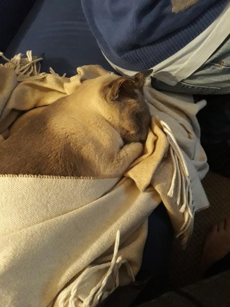How different are Siamese?