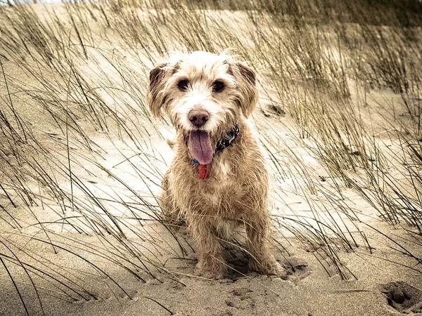 Who fancies sharing pics of their dogs?