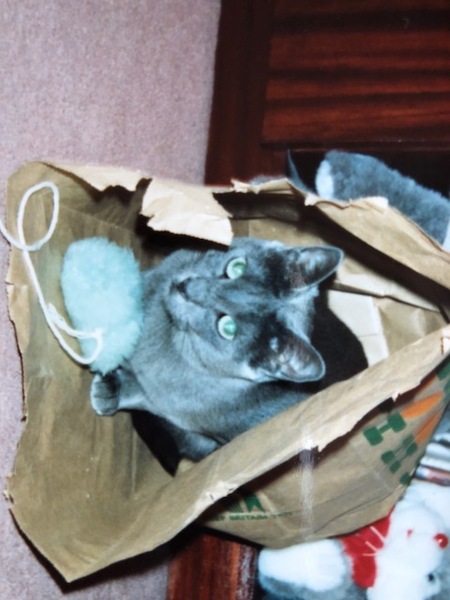 Is she a Russian Blue or have I been ripped off?