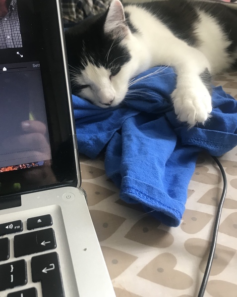 Are your pets employed?