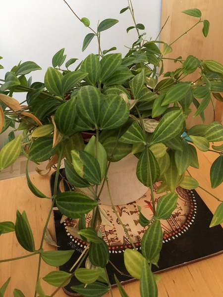 To ask you to help identify this plant?