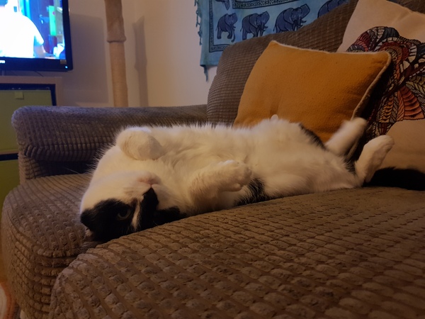 Show me your favourite pictures of your cats