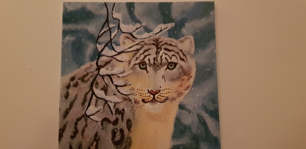 Does snow leopard have a wonky nose?