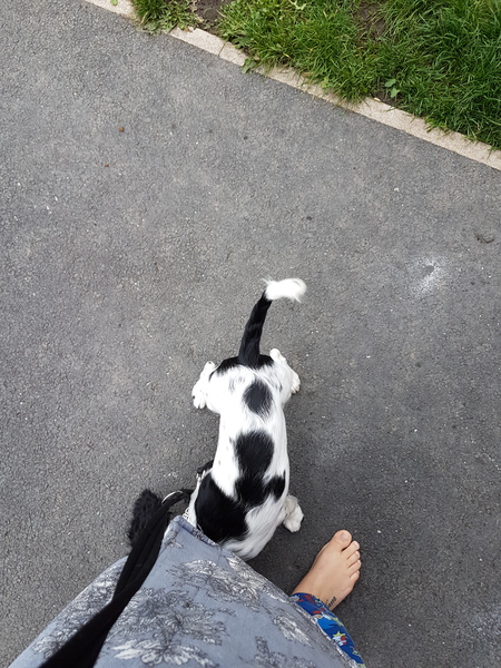 Is my puppy too thin?