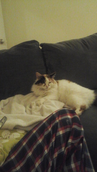Show me your favourite pictures of your cats