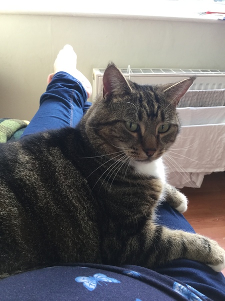 Show me your favourite pictures of your cats