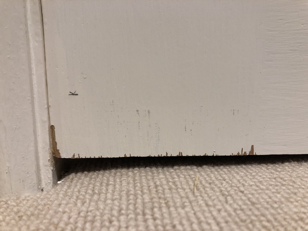 WWYD: damage caused by carpenter (with photos)