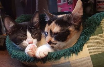 Anyone adopted brother/sister kittens?