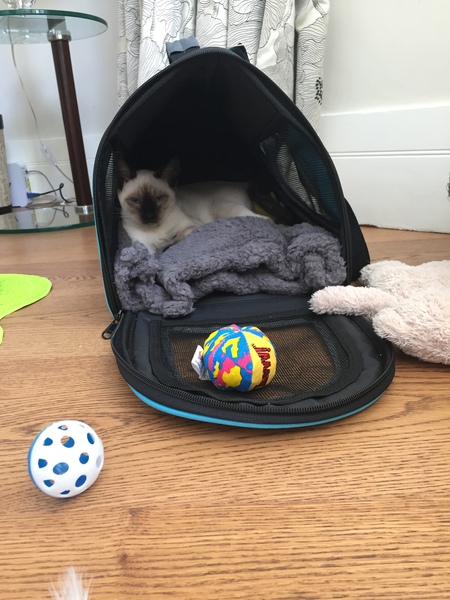 How different are Siamese?