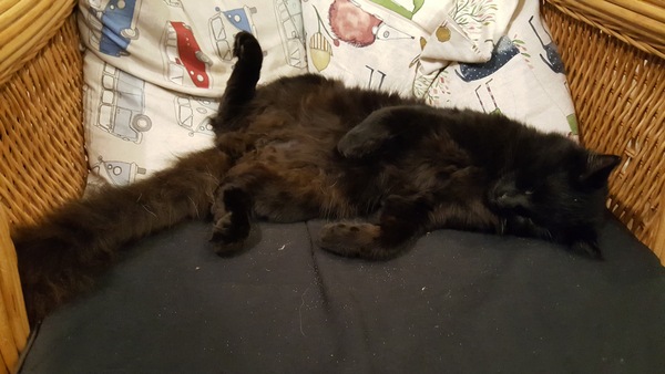 What's your DCat up to today? (Thread 7!)