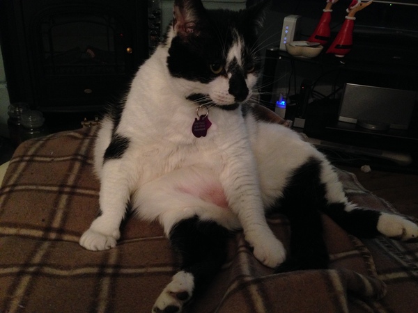Look at this fine figure of a cat!