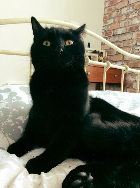 National Black Cat Day!