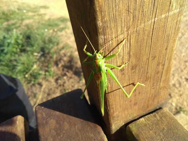 Locust DH (lighthearted ... well a bit anyway!)