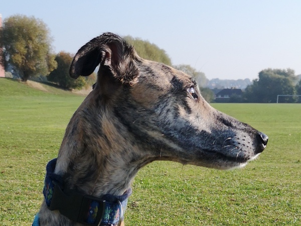 Who fancies sharing pics of their dogs?