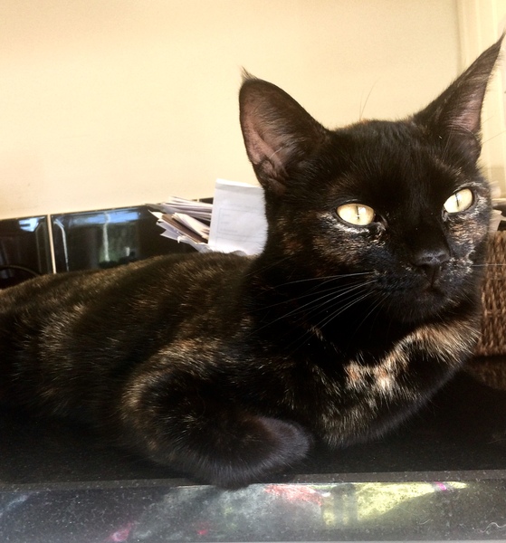 Show me your favourite pictures of your cats