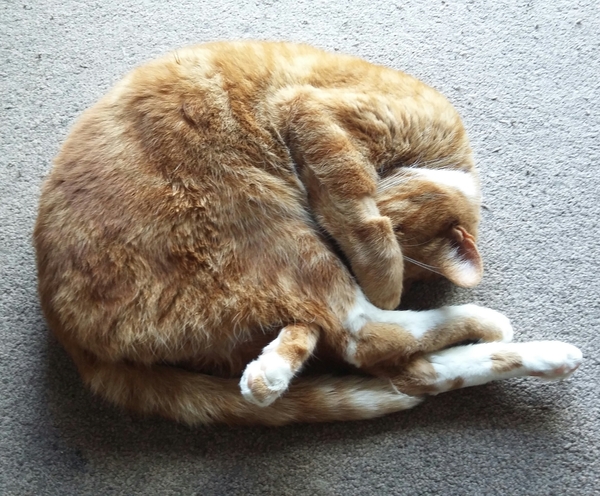 Fin you have a ginger cat, what’s his personality?