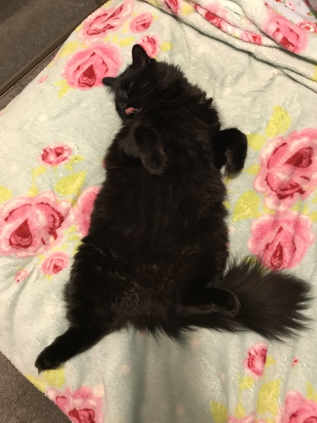 Look at this fine figure of a cat!