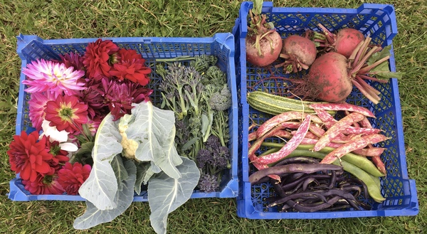 Allotment?Veg Patch Thread 13! Are we weathering the weather?