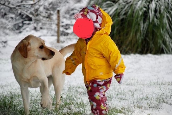 Labrador owners/experts. Please read...