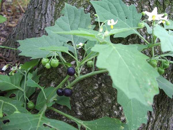 Is this nightshade?